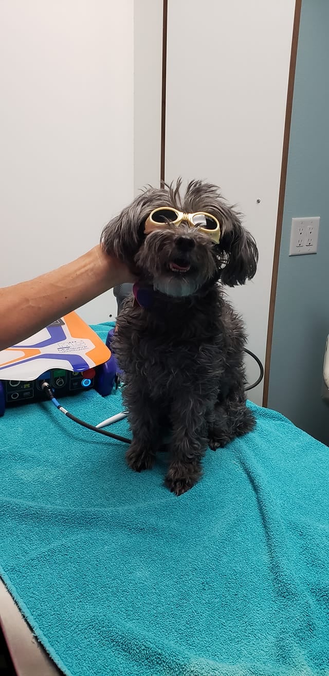 Maui Lani Veterinary Hospital Kahului, HI